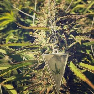 Real Cannabis Leaf Pendant